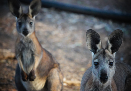 Common Wallaroo - Australian Stock Image