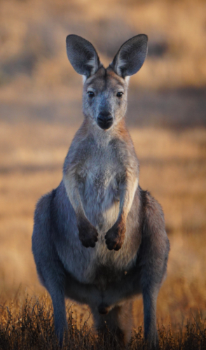 Common Wallaroo - Australian Stock Image