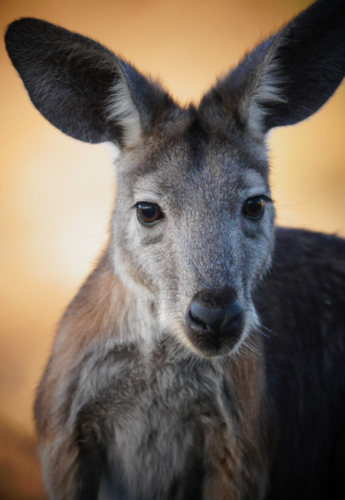 Common Wallaroo - Australian Stock Image