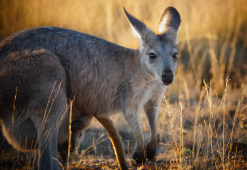 Common Wallaroo of the Flinders Ranges - Australian Stock Image