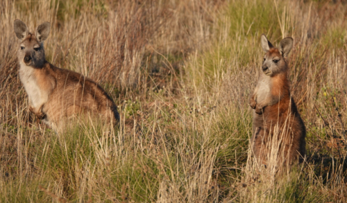 Common Wallaroo of the Flinders Ranges - Australian Stock Image