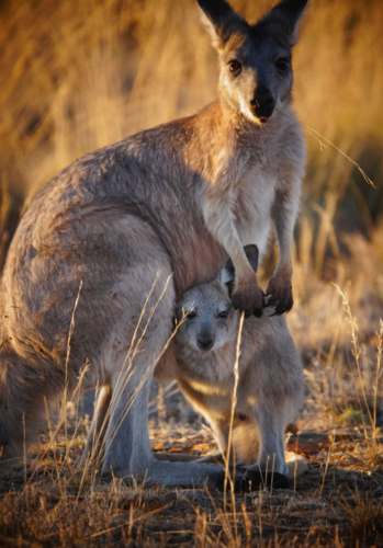 Common Wallaroo of the Flinders Ranges - Australian Stock Image