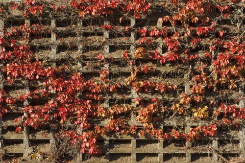 Concrete wall covered in red ivy leaves