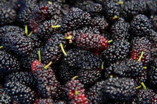 Container of ripe mulberries - Australian Stock Image