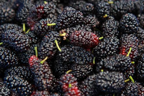 Container of ripe mulberries