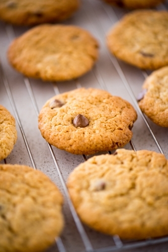Cookies cooling on a tray - Australian Stock Image