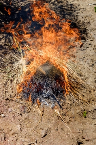 Cooking mud whelks in the mangroves with a grass fire in gladstone - Australian Stock Image