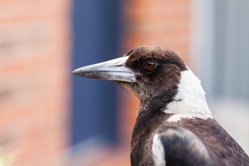 copy space beside portrait of native australian magpie bird close up - Australian Stock Image