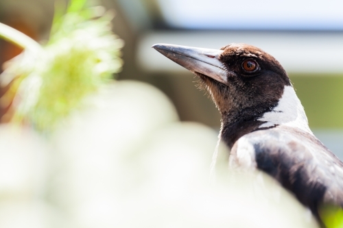 copy space beside portrait of native australian magpie bird close up - Australian Stock Image