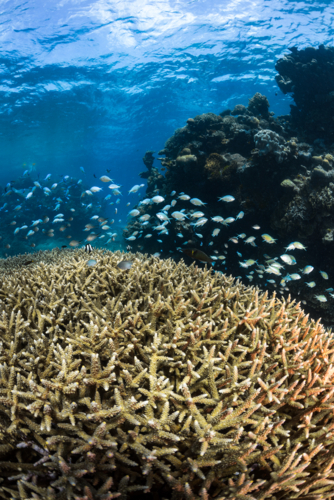 Coral and fish on the Great Barrier Reef - Australian Stock Image