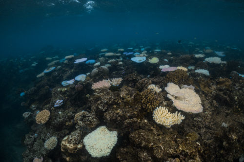 Coral Bleaching on the Great Barrier Reef - Australian Stock Image