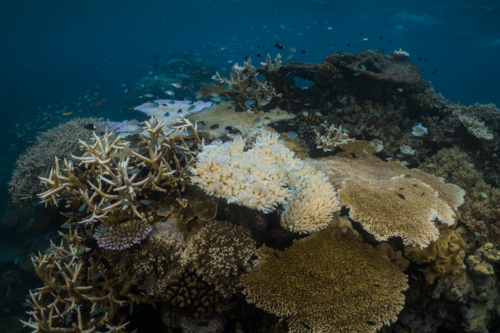 Coral Bleaching on the Great Barrier Reef - Australian Stock Image