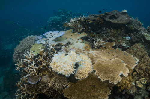 Coral Bleaching on the Great Barrier Reef - Australian Stock Image