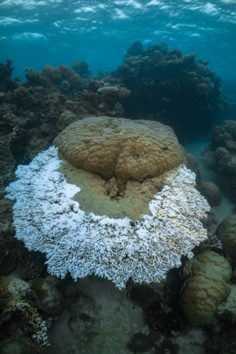 Coral Bleaching on the Great Barrier Reef - Australian Stock Image