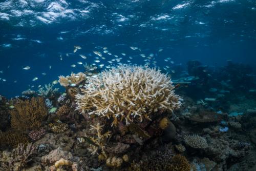 Coral Bleaching on the Great Barrier Reef - Australian Stock Image