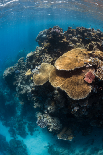 coral reef seascape on the Great Barrier Reef - Australian Stock Image