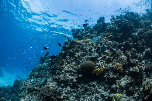 coral reef seascape on the Great Barrier Reef - Australian Stock Image
