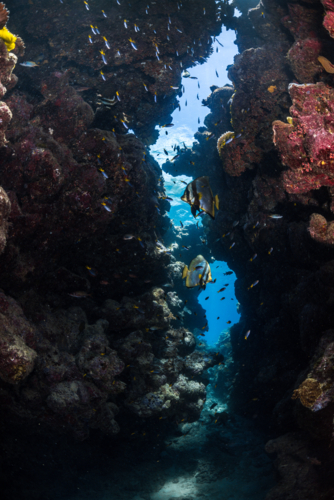 coral reef seascape on the Great Barrier Reef - Australian Stock Image