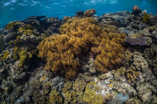 coral reef seascape on the Great Barrier Reef - Australian Stock Image