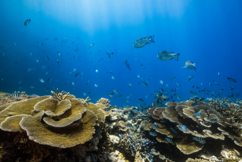 Coral wall beaming with fish on the Great Barrier Reef - Australian Stock Image