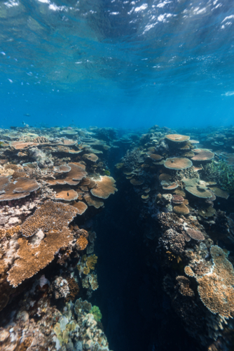 Coral wall on Moore reef on the Great Barrier Reef - Australian Stock Image