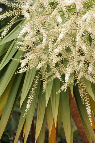 Cordyline australis in flower - Australian Stock Image