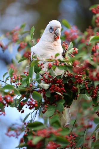Corella - Australian Stock Image