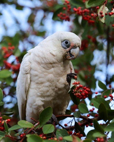 Corella - Australian Stock Image