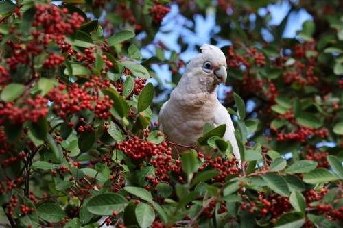 Corella - Australian Stock Image