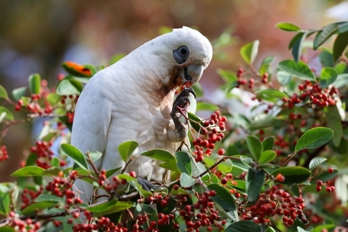 Corella - Australian Stock Image