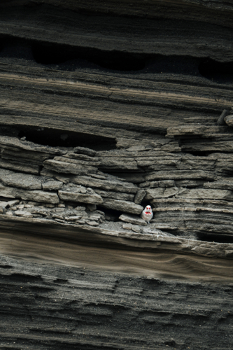 Corella bird perched within a layered rock formation - Australian Stock Image