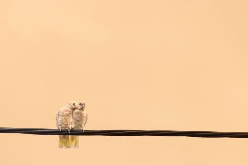 corella birds on wire - Australian Stock Image