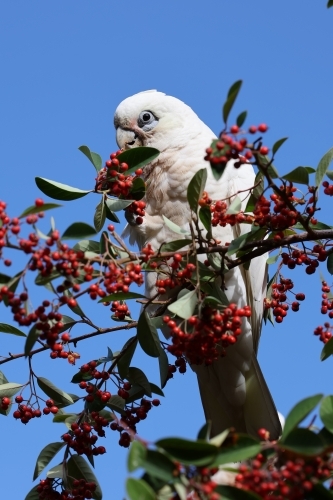 Corella Feeding - Australian Stock Image