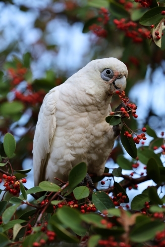 Corella Feeding on Berries - Australian Stock Image