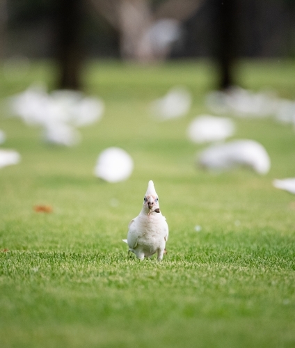 Corella holding gum nut on sporting field - Australian Stock Image
