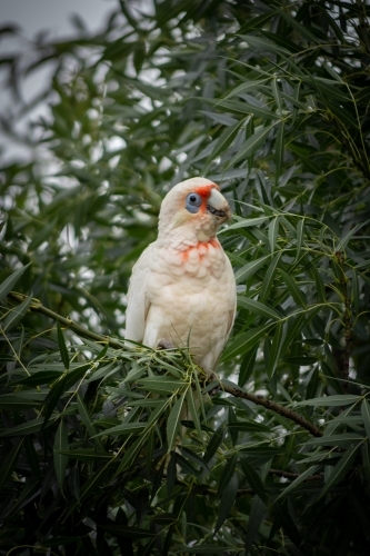 Corella Perched in the Leaves of a Green Tree - Australian Stock Image