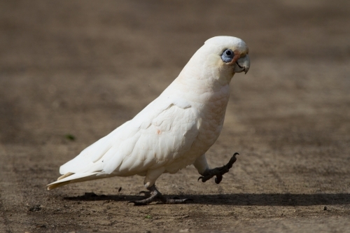 Corella Walking Across a Dirt Track - Australian Stock Image