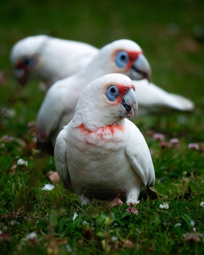 Corella white cockatoos - Australian Stock Image