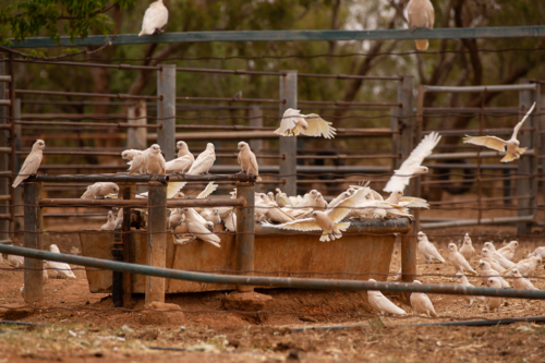 Corellas drinking from a trough in cattle yards - Australian Stock Image