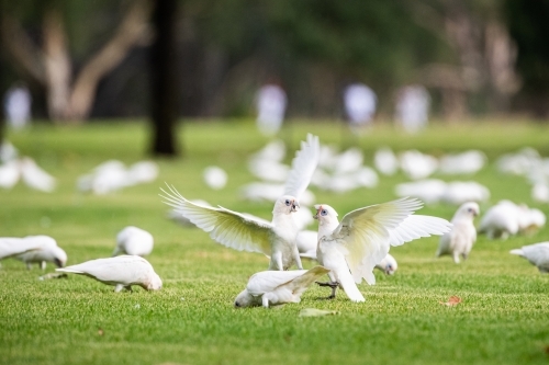 Corellas fight on sporting field - Australian Stock Image