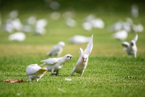Corellas fight on sporting field - Australian Stock Image