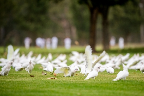 Corellas flock on sports field with cricket played in background