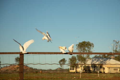 Corellas flying in to sit on a rail, with a homestead in the background - Australian Stock Image