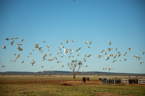 Corellas flying past, with horses and cattle yards in the background - Australian Stock Image