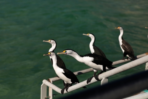 Cormorants near water