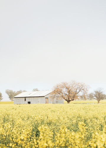 Corrugated iron shed stands amid Australian canola farm in full bloom - Australian Stock Image