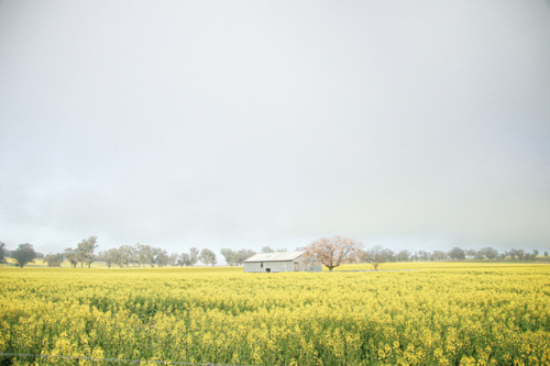 Corrugated iron shed stands amid Australian canola farm in full bloom - Australian Stock Image