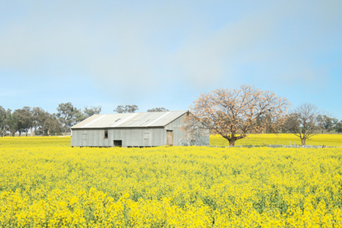 Corrugated iron shed stands amid Australian canola farm in full bloom - Australian Stock Image