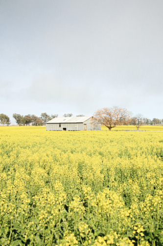 Corrugated iron shed stands amid Australian canola farm in full bloom - Australian Stock Image