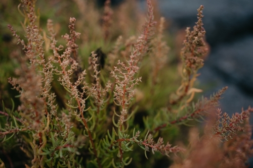 Costal Green and brown foliage - Australian Stock Image